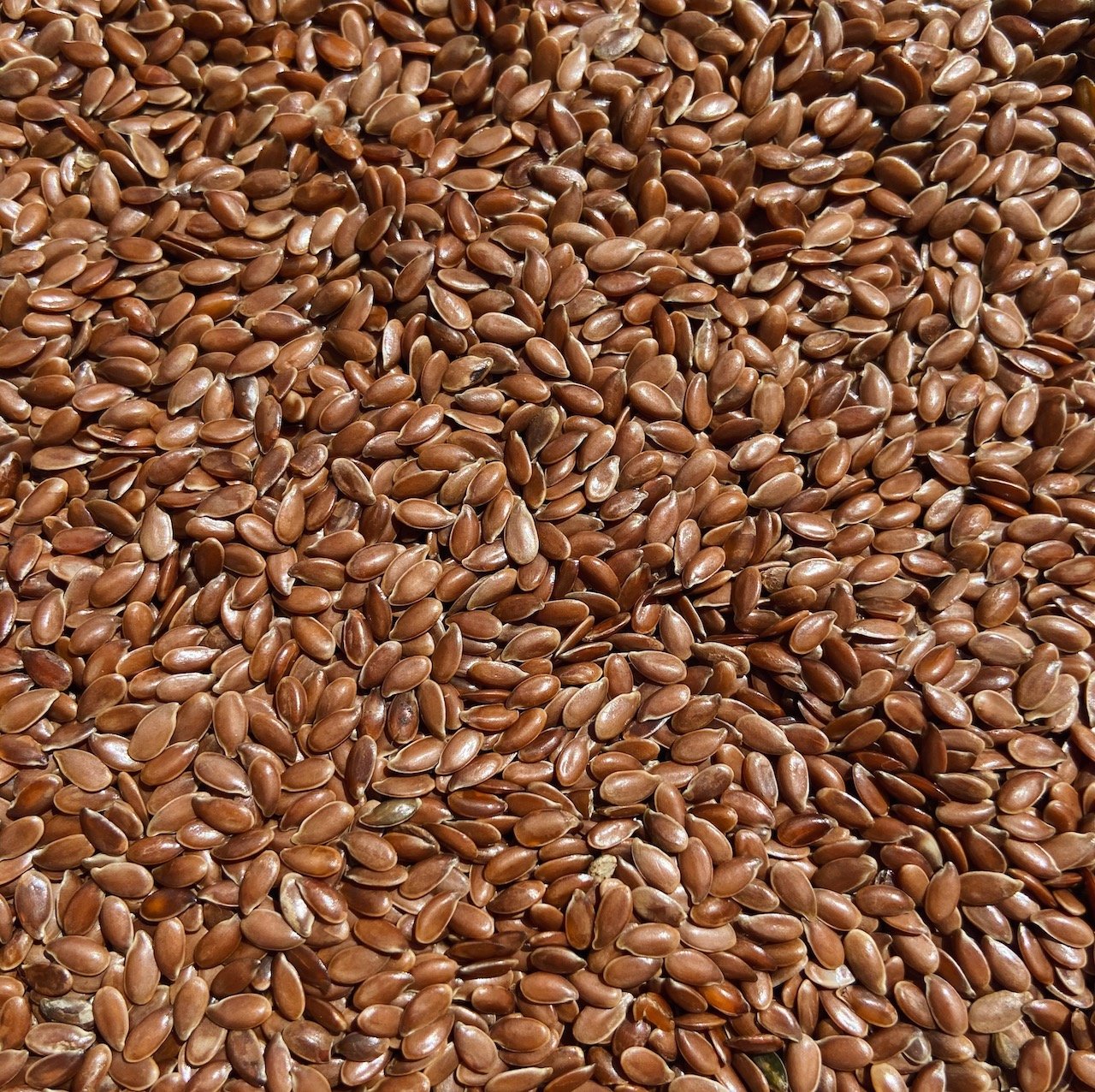 Linseeds/Flexseeds